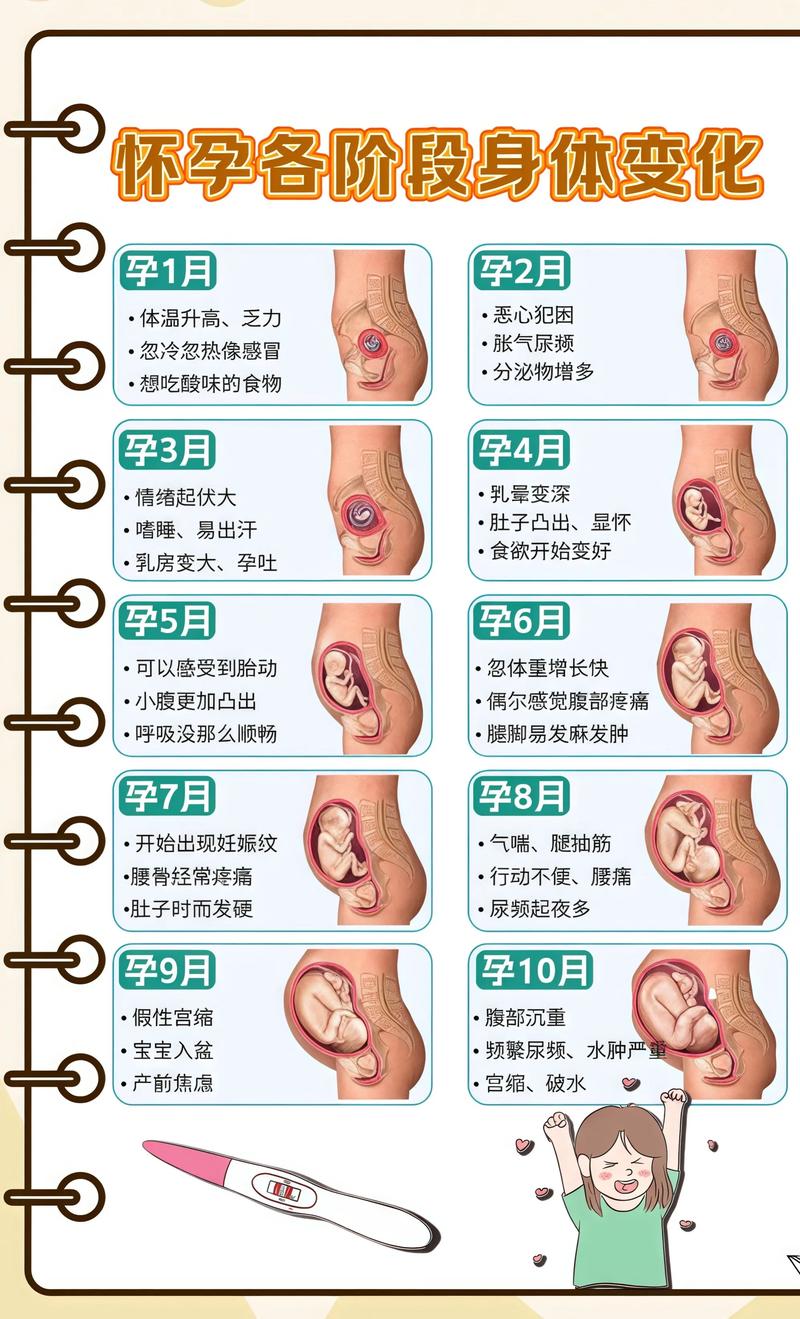 揭秘供卵代孕妈妈怀孕小腹分两节，孕期变化的奥秘来宾代生机构: